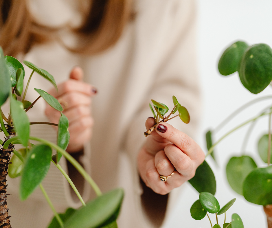 Formering av stueplanter