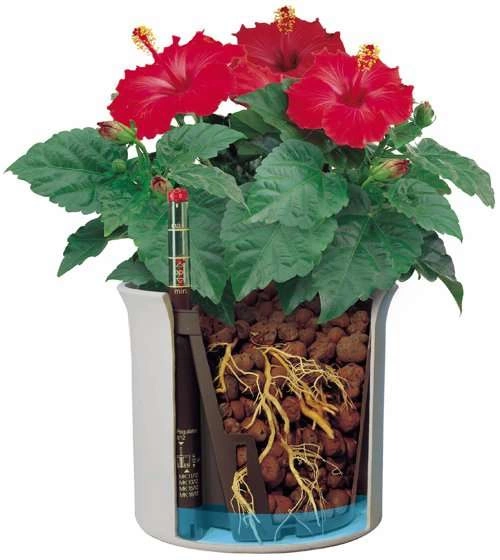 Hydroponisk dyrking for nybegynnere: En enkel start