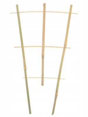 Bambus espalier - 45 cm