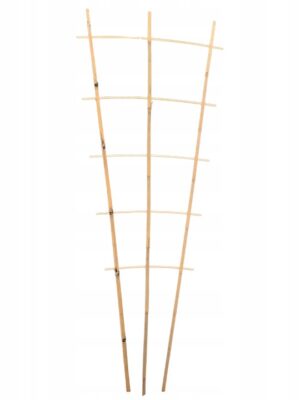 Bambus espalier - 85 cm