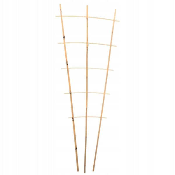 Bambus espalier - 85 cm