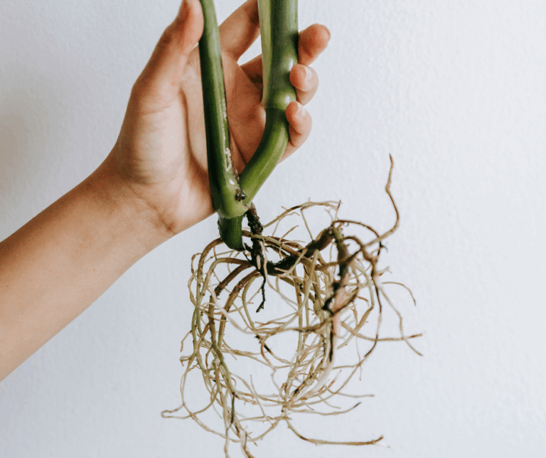 Hvordan rote planter?