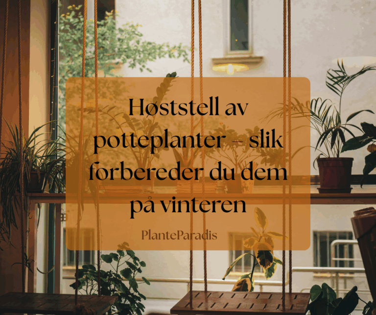 Høststell i 5 trinn – slik forbereder du potteplantene dine på vinteren