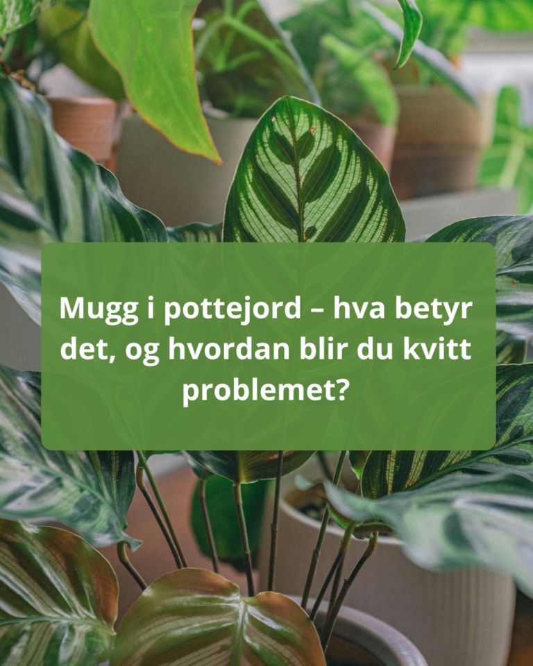 Mugg i pottejord