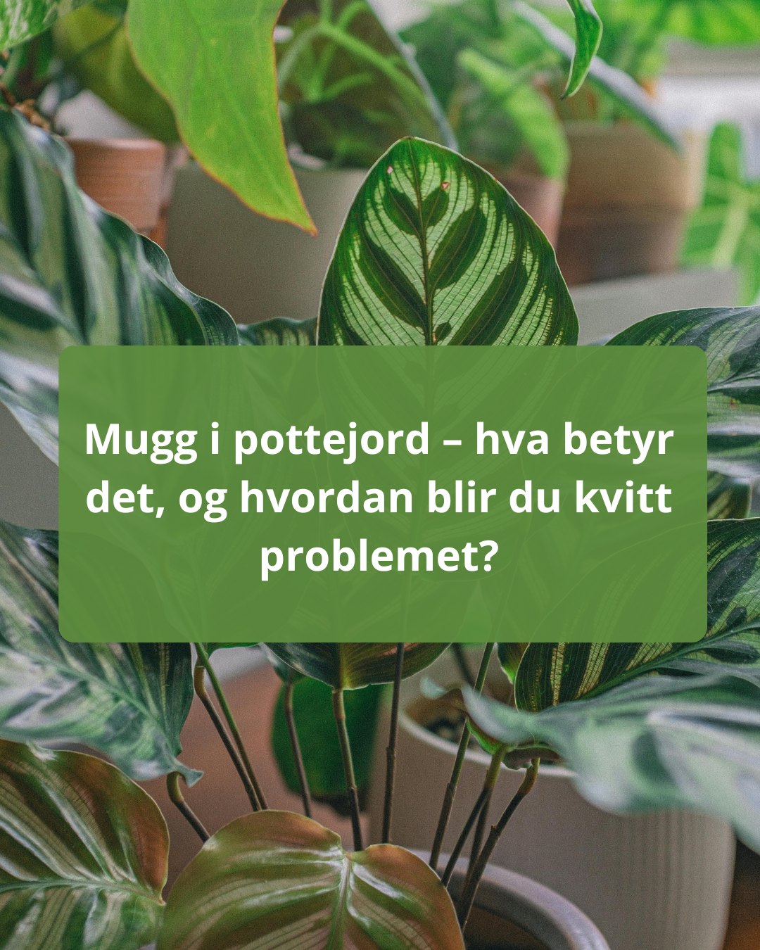 Mugg i pottejord