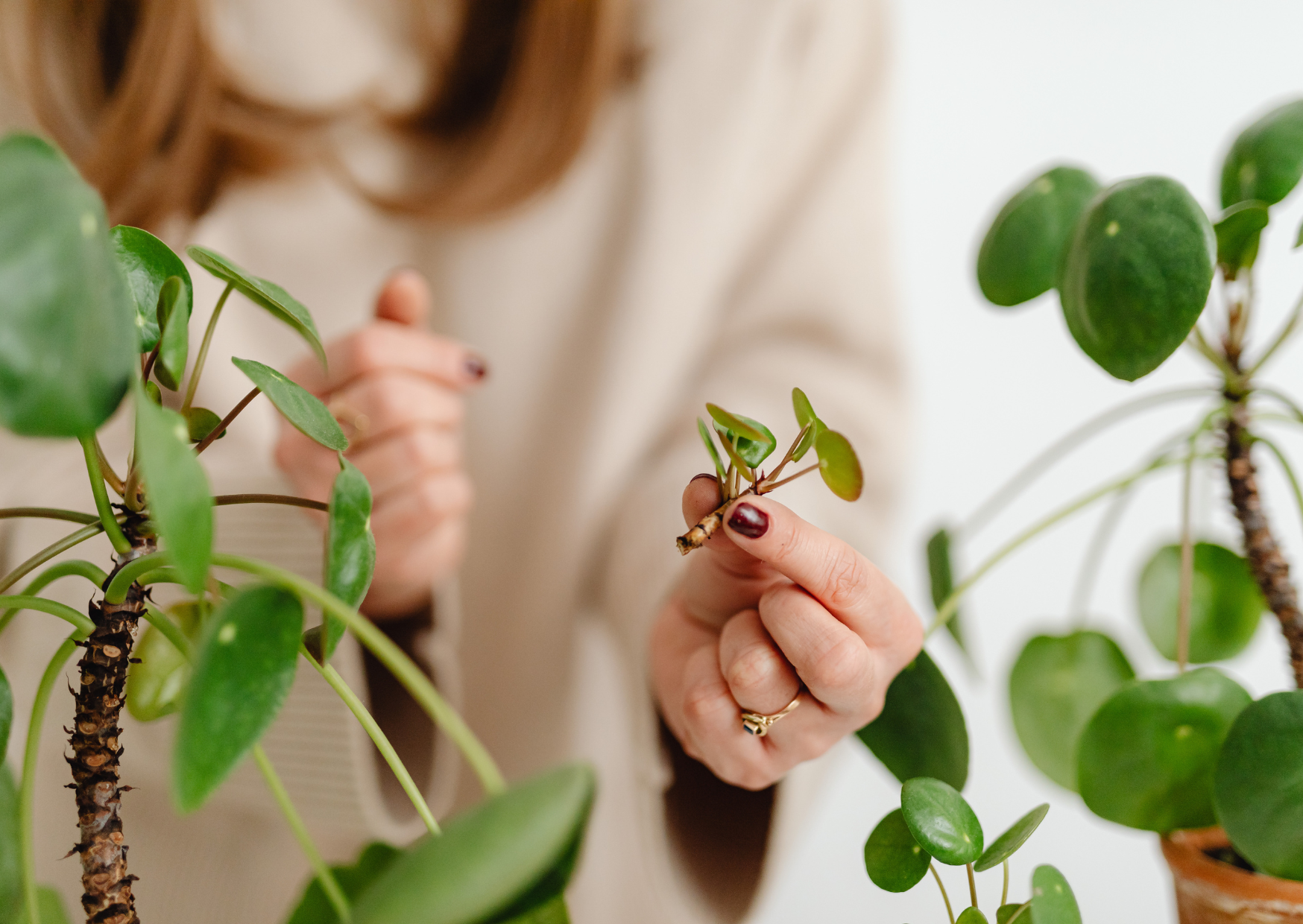 Formering og rotning av potteplanter i vann