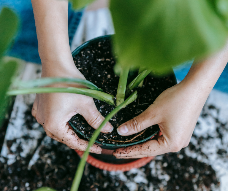 Ompotting av potteplanter