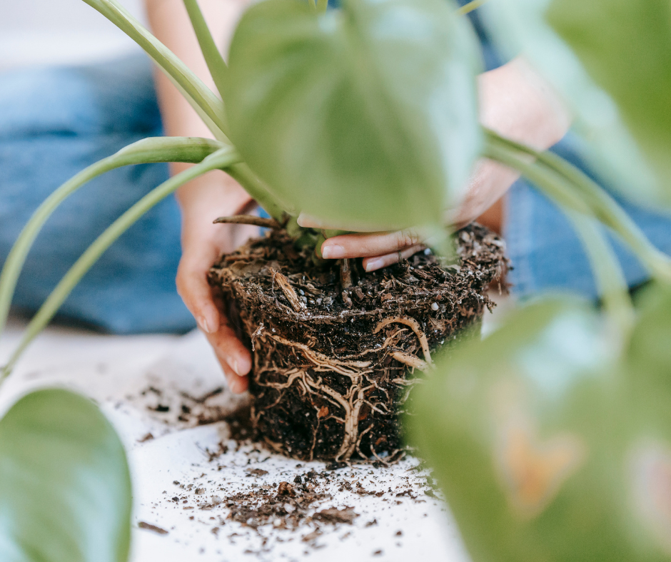 Ompotting av potteplanter