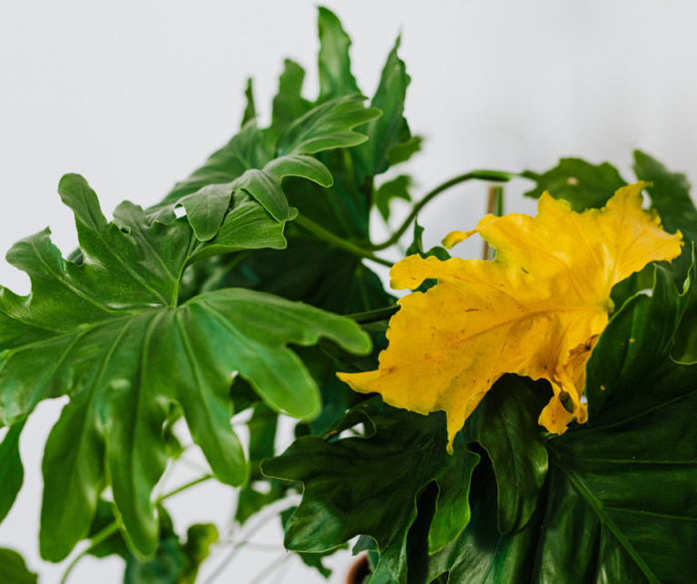 gule blader på planter