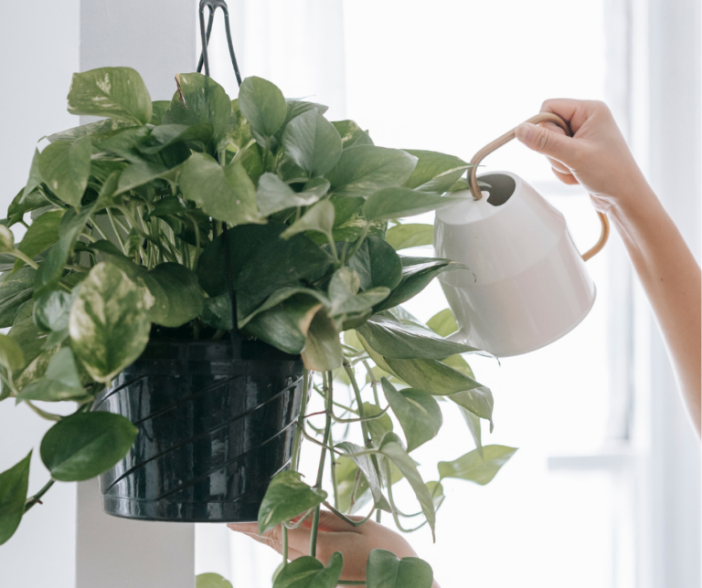 hvordan vanne potteplanter