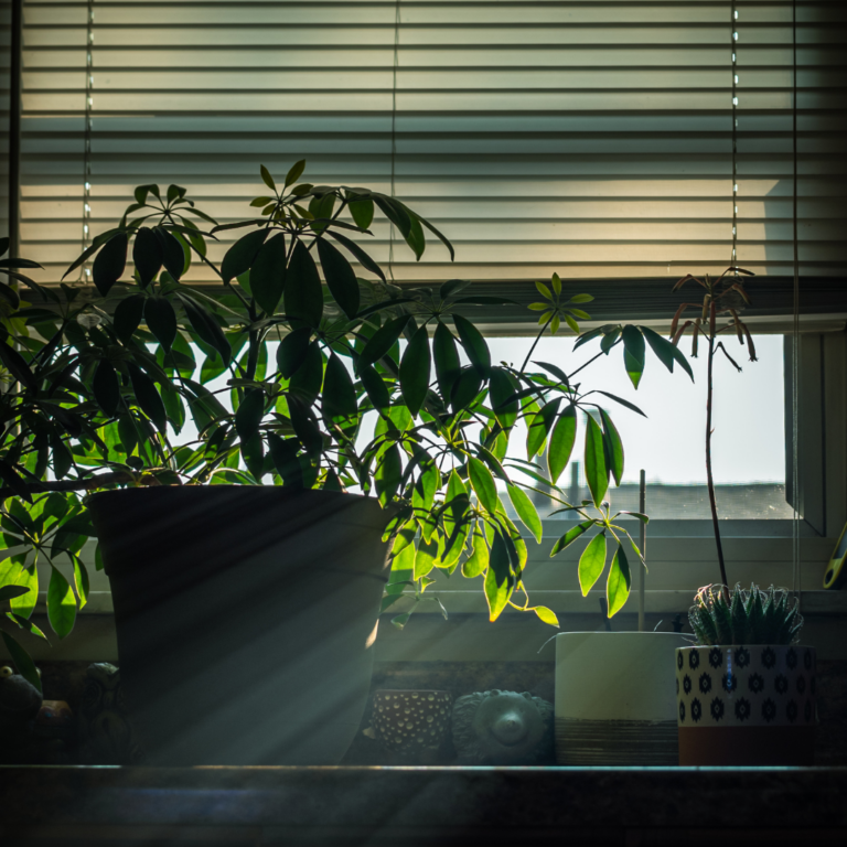 stell av potteplanter i april