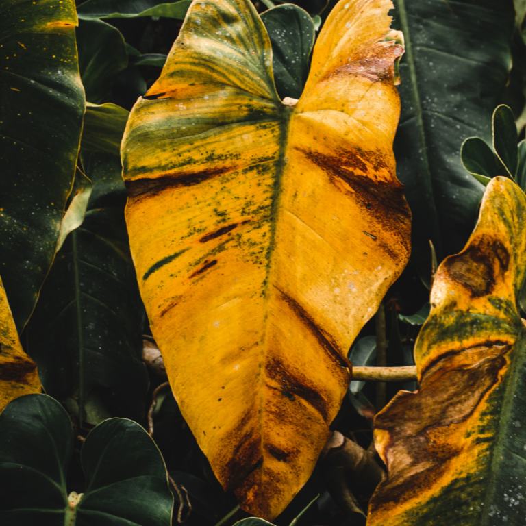 gule blader på potteplanter
