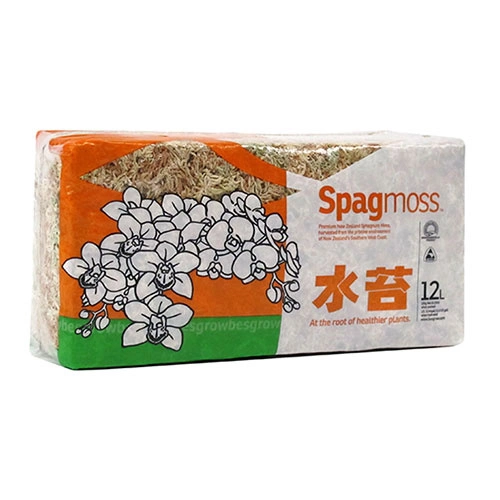 Sphagnum mose