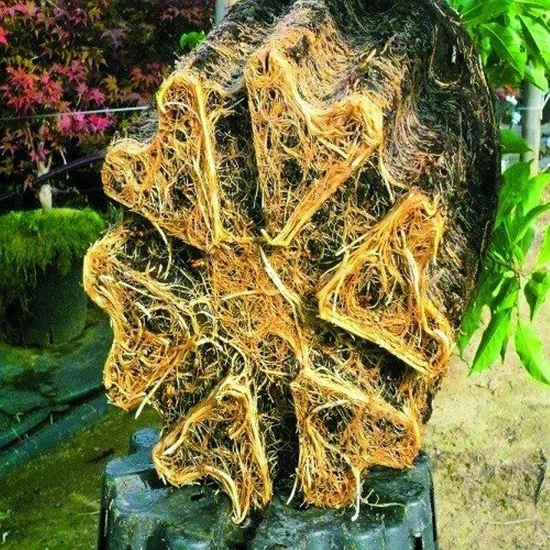 Hercules Super-Roots - luftig plantepotte, air pot plantepotte