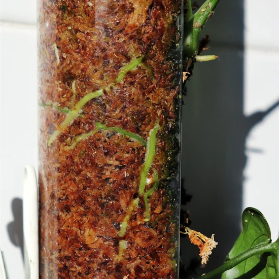 pol_pm_PlantScraper-Moss-Pole-rozmiar-XL-palik-z-otwieranym-frontem-63x9-5cm-1-szt-7486_9 mosestokk med åpning/ mosestokk til monstera/ plantepinne klatreplanter
