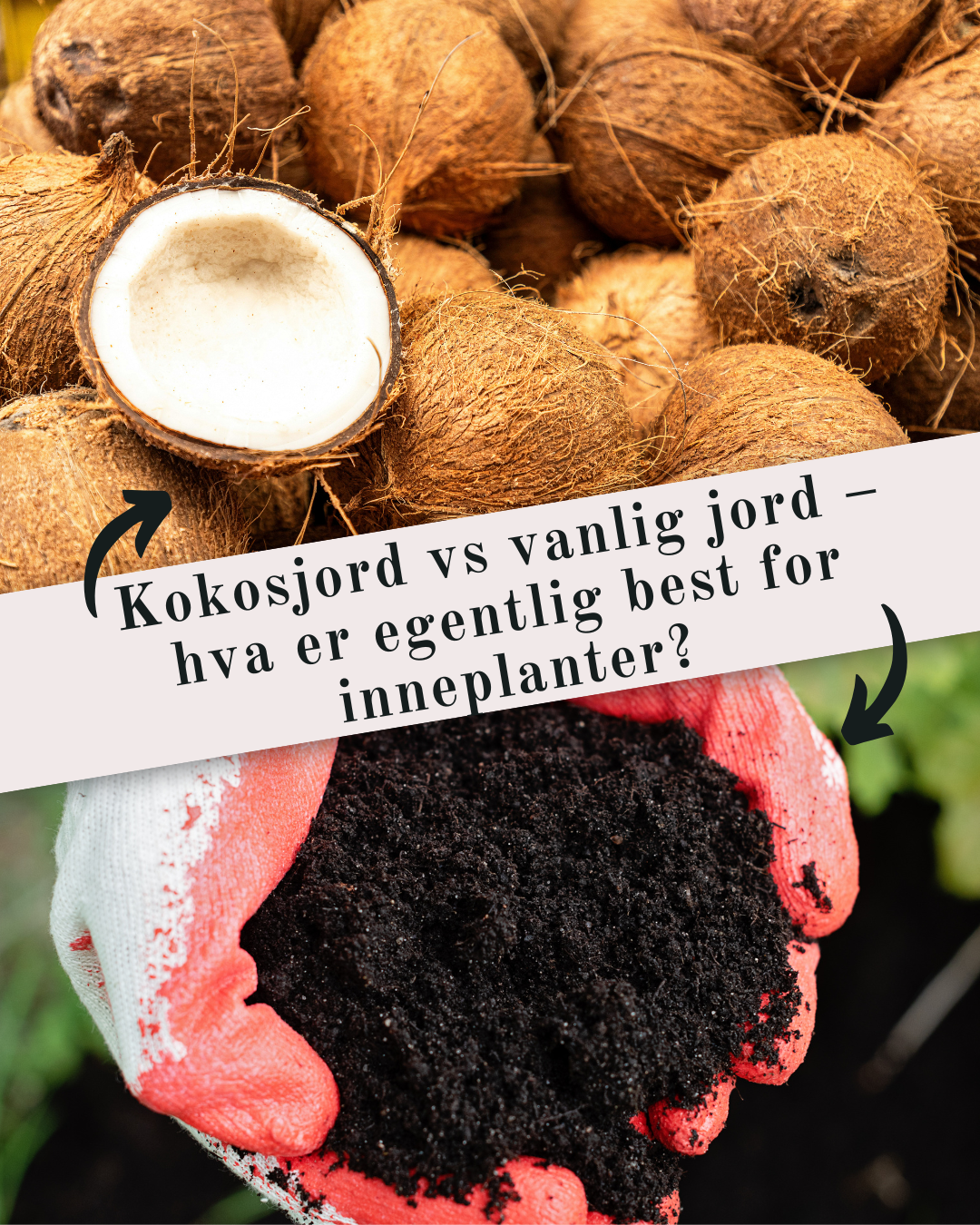 kokosjord