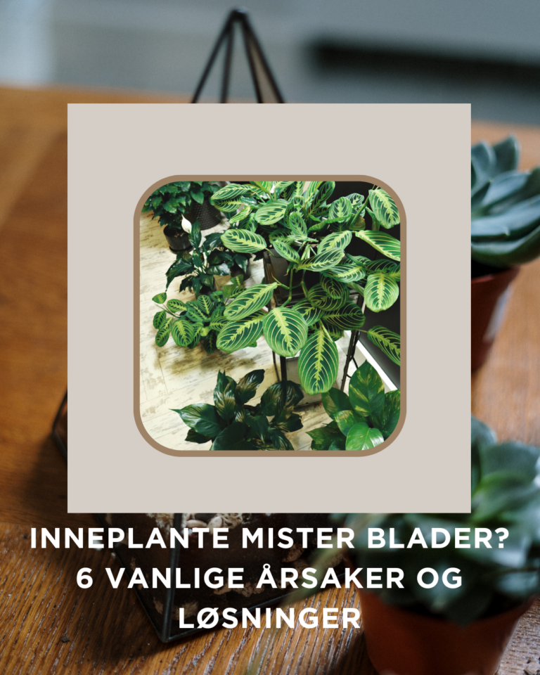 Inneplante mister blader