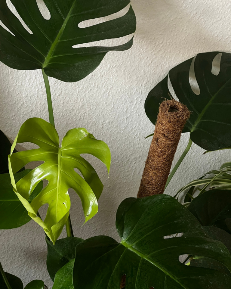 monstera gule blader