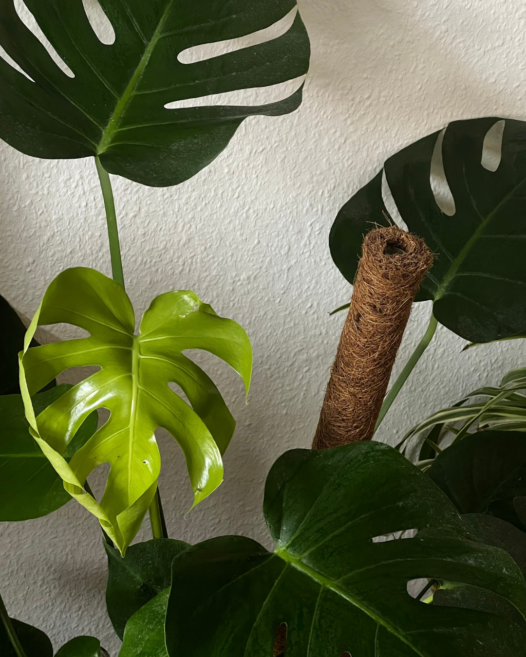monstera gule blader