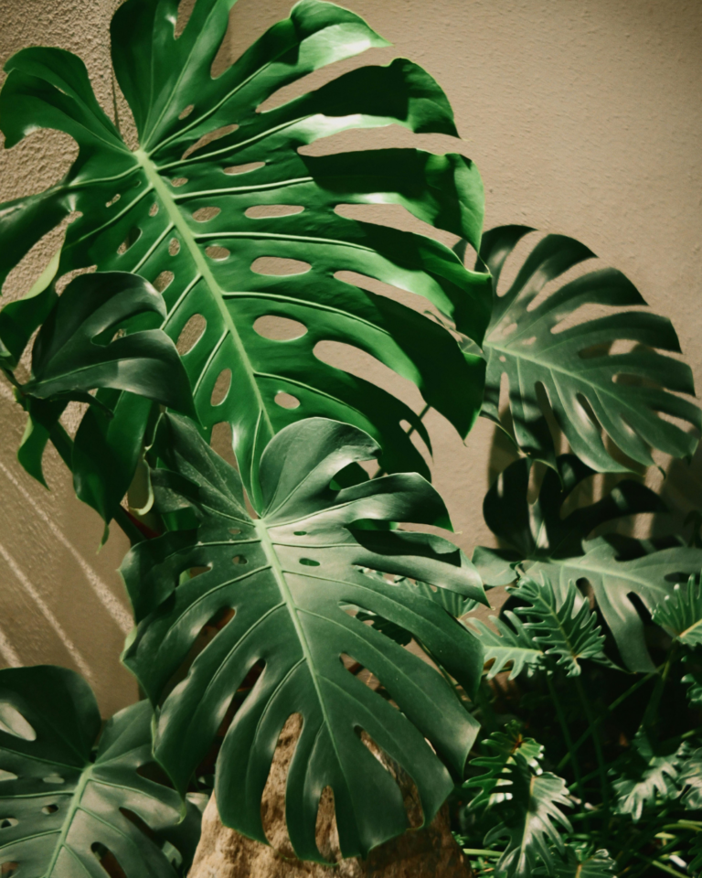 beste jord til monstera