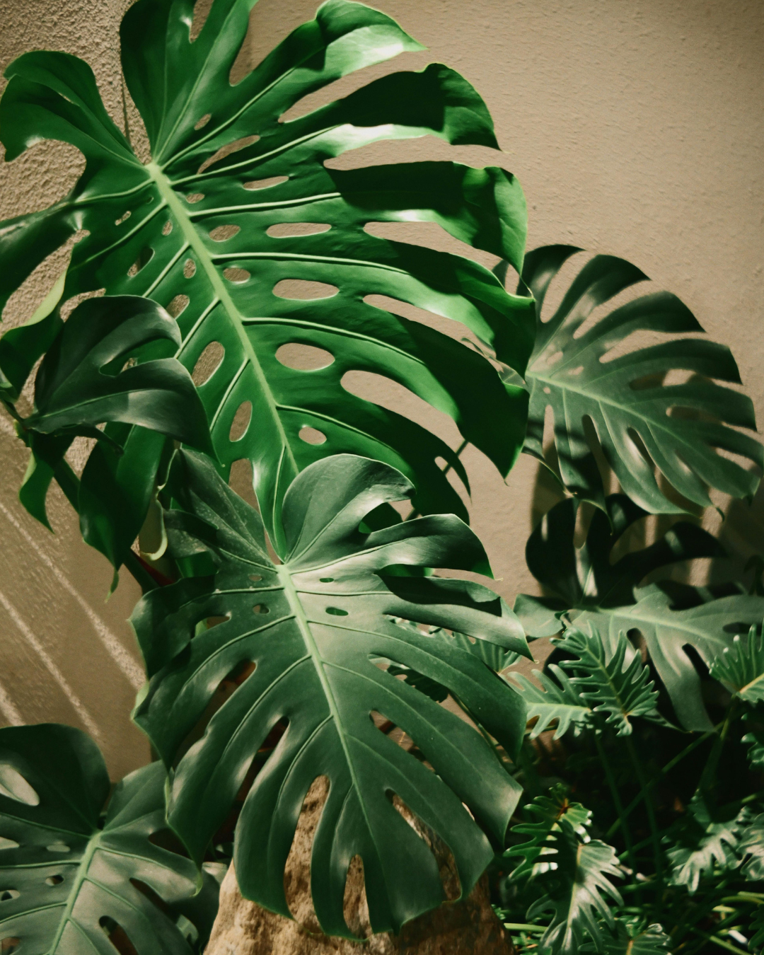 beste jord til monstera